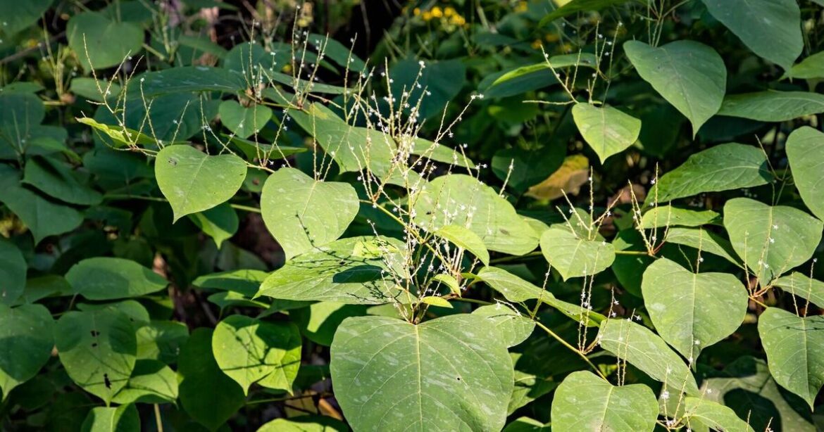 Invasive plants that could land you in legal trouble if left unchecked