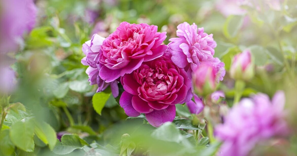 Gardeners urged to do 1 'essential' thing to roses before end of June