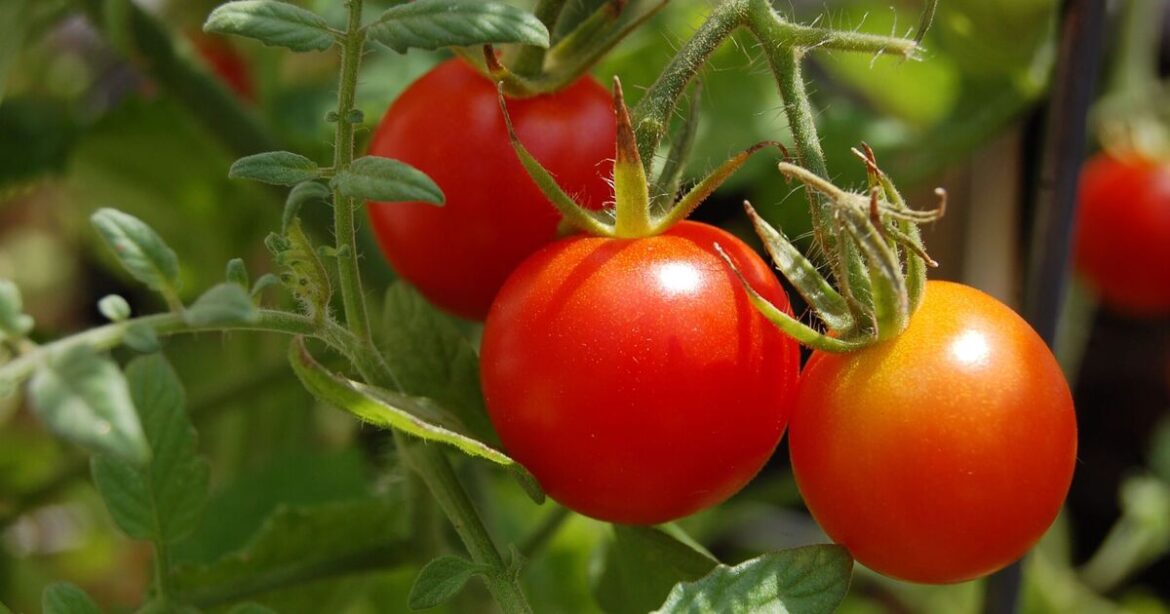 Tomatoes will grow 'bigger' after 1 simple quick task