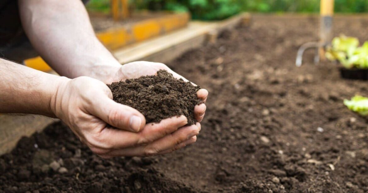 Garden soil will be 'richer' if you save and plant 1 thing from bin