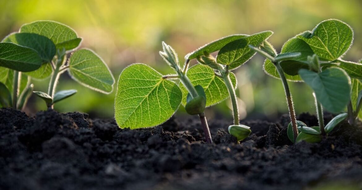 Gardening expert's planting guide for second half of June