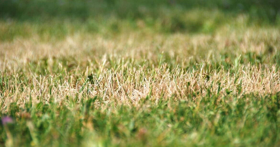 How to stop grass from turning brown even during summer heatwaves