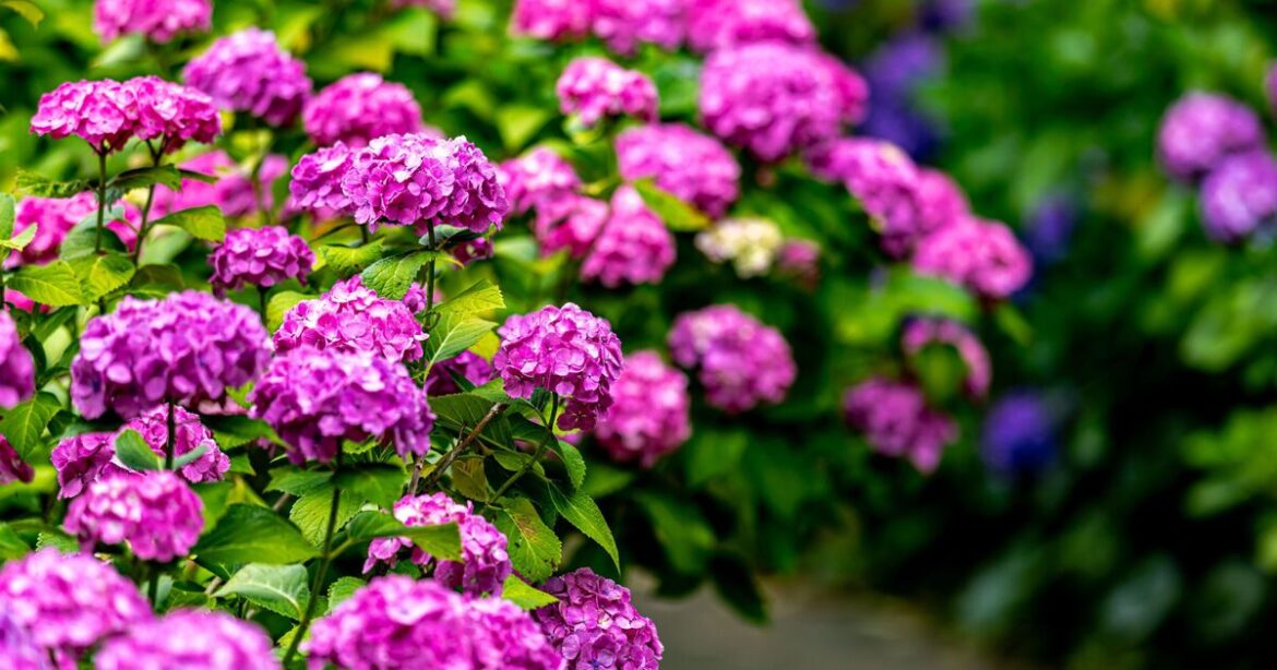 Hydrangeas will ‘thrive’ when grown near 3 ‘easy-to-maintain’ plants