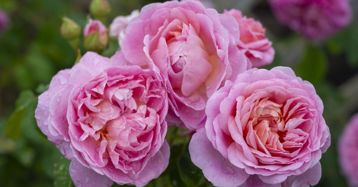 How to make roses bloom throughout summer with 1 simple task