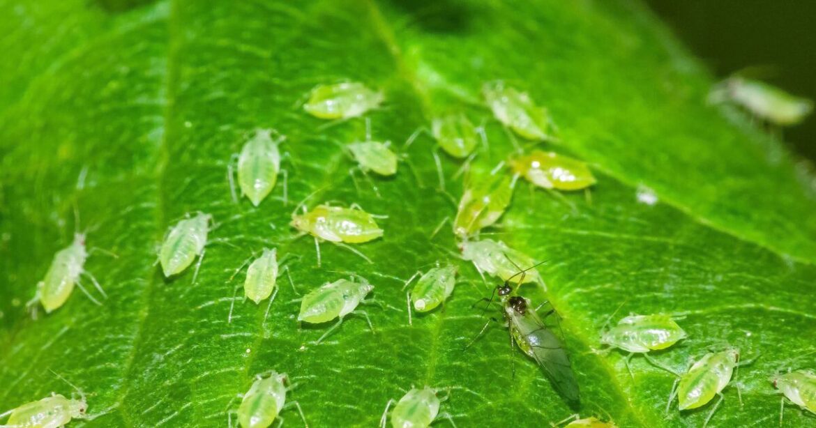 Flies flee from gardens when you use item that pests hate