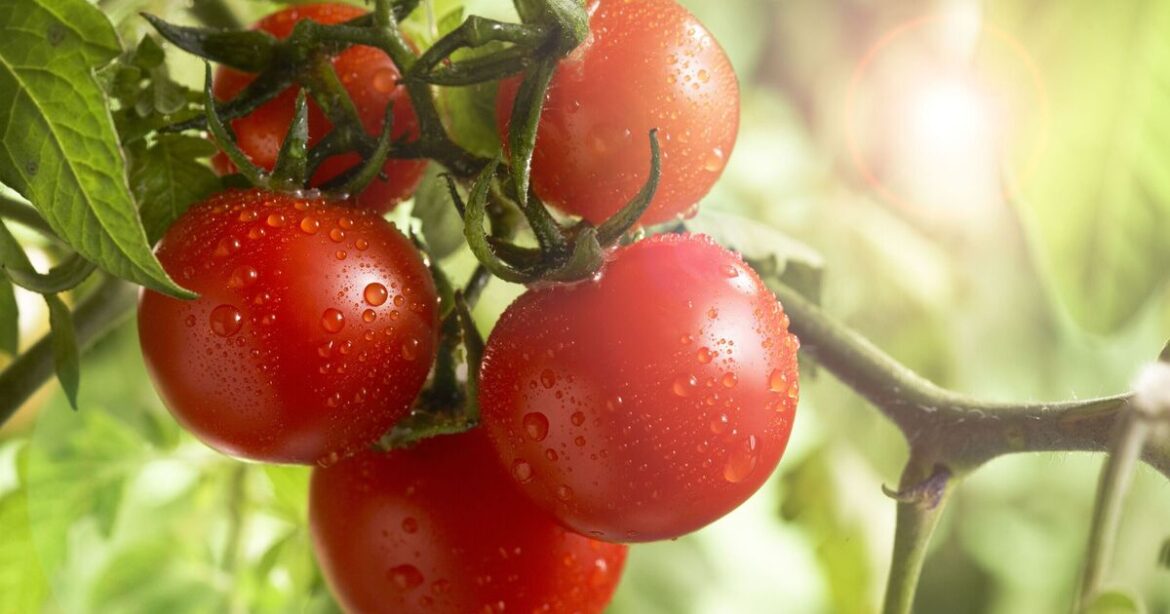 Tomatoes will grow 'stronger and more vigorously' if you stop doing 1 thing