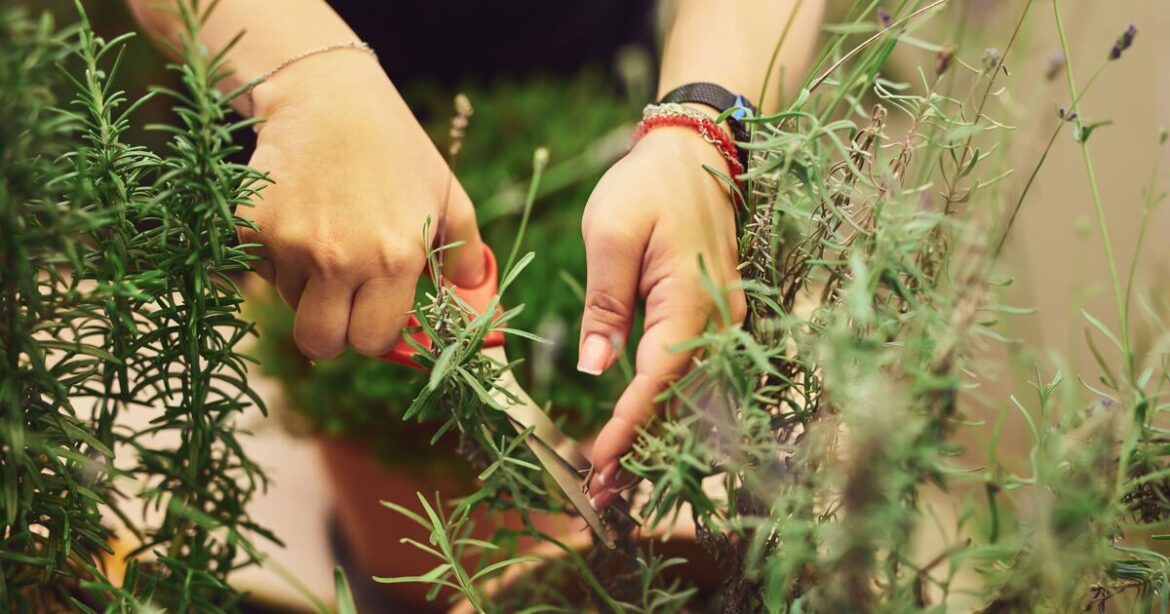 Rosemary will 'be happy all summer long' if kept from one other plant