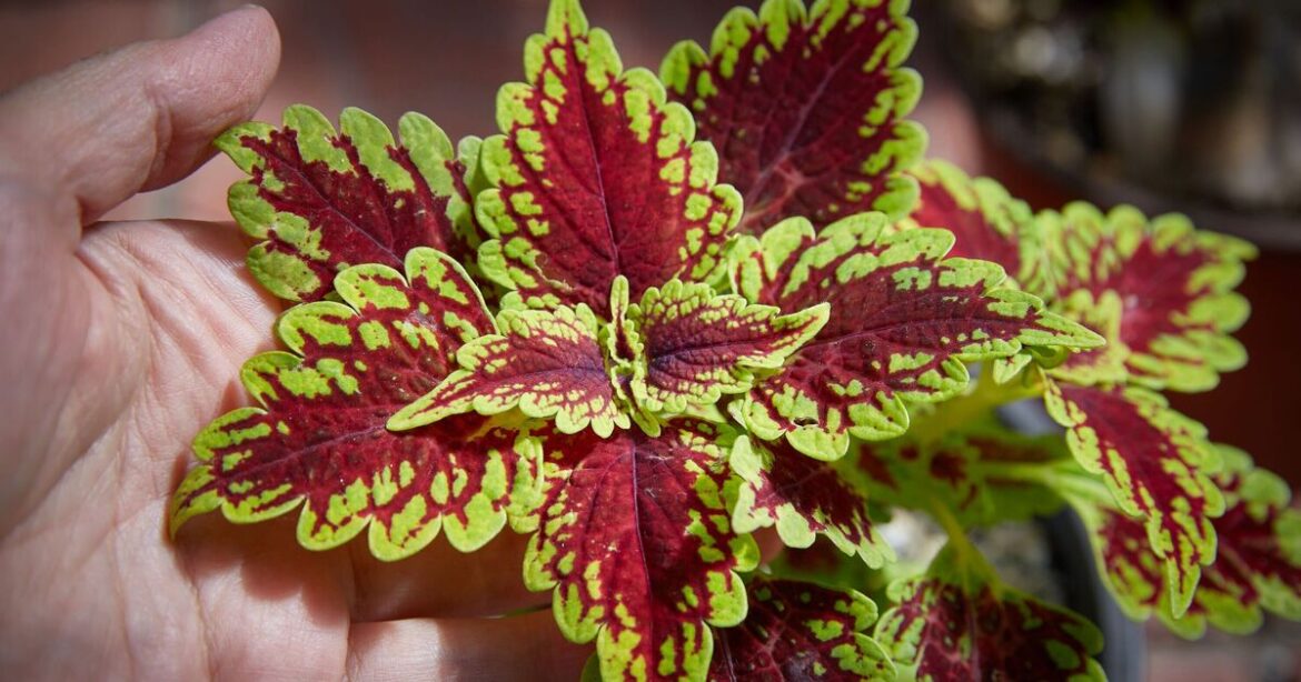 6 garden plants you can propagate easily and quickly 6 garden plants you can propagate easily and quickly