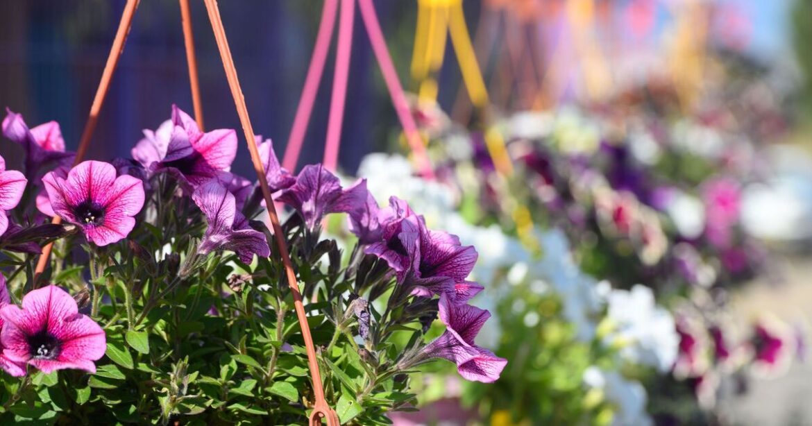 Gardeners urged to add sponges to hanging baskets and plants now