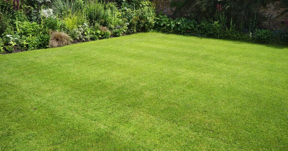 Lawns will ‘grow thicker than ever’ if you use Monty Don’s simple tip Lawns will 'grow thicker than ever' if you use Monty Don's simple tip