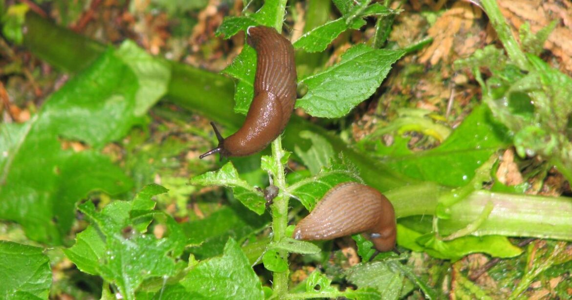 Vegetables in your garden will stay slug-free with one kitchen scrap | UK | News