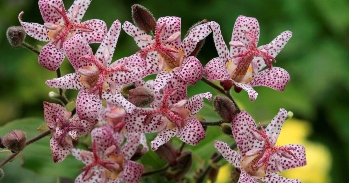 How to get an 'easy' and 'unique' garden with four plants