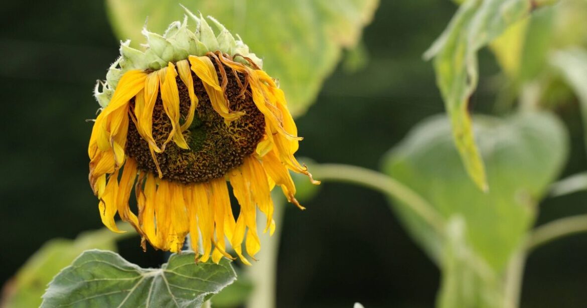 Plants will thrive in the heat if gardener’s centuries-old method is used Plants will thrive in the heat if gardener's centuries-old method is used