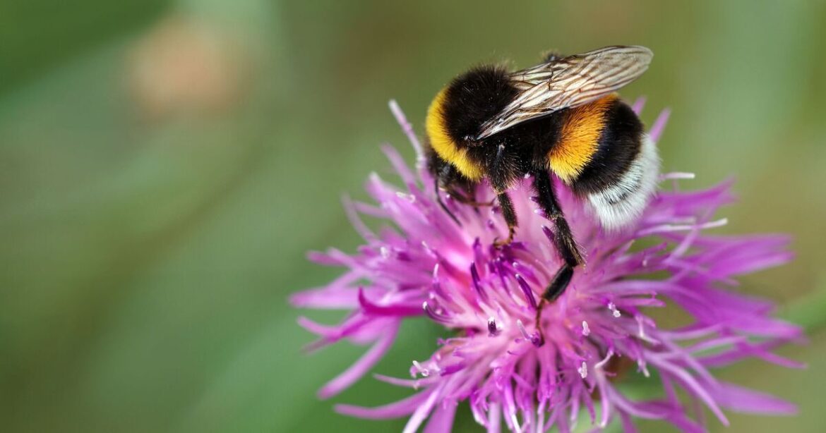 Bees will love your garden if you have 3 plants with 'gorgeous colour'