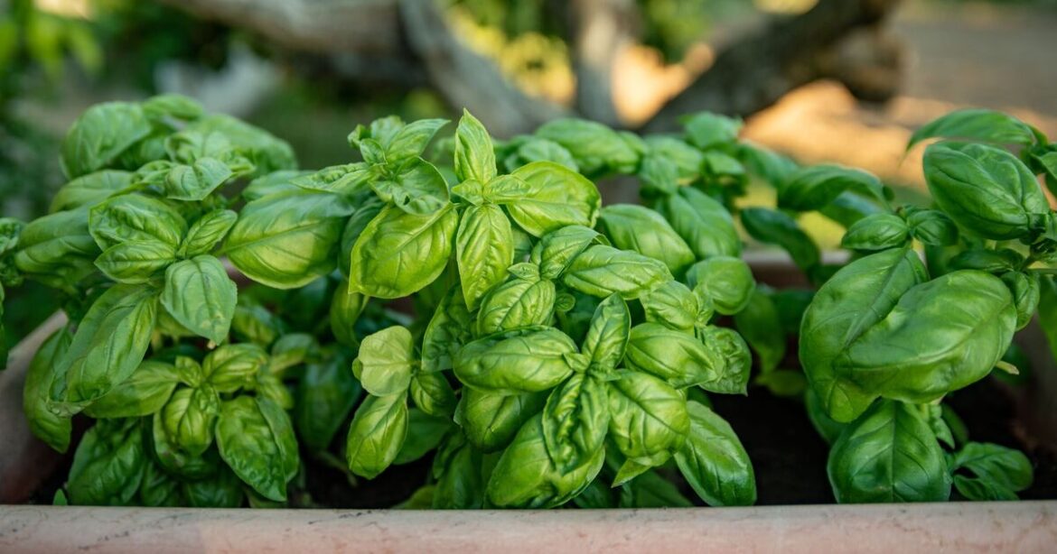 Gardeners urged to do 1 simple thing to basil now or ‘risk ruining summer growth’ Gardeners urged to do 1 simple thing to basil now or 'risk ruining summer growth'