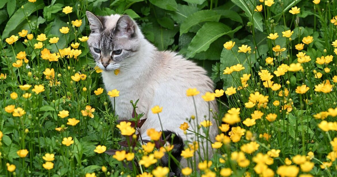 Tips to stop cats ruining your garden – including white vinegar method Tips to stop cats ruining your garden – including white vinegar method