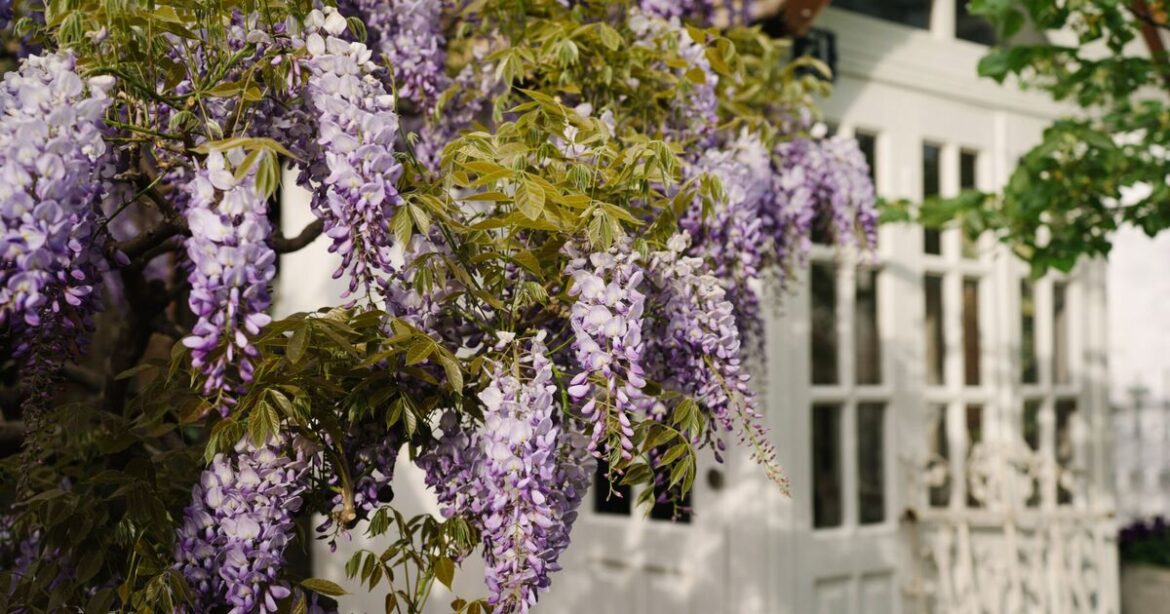 One thing you must do to wisteria this month to get bigger blooms | UK | News