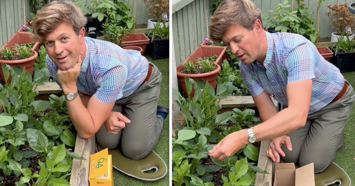 Dahlias will produce ‘endless flowers’ if 3 steps are followed Dahlias will produce 'endless flowers' if 3 steps are followed