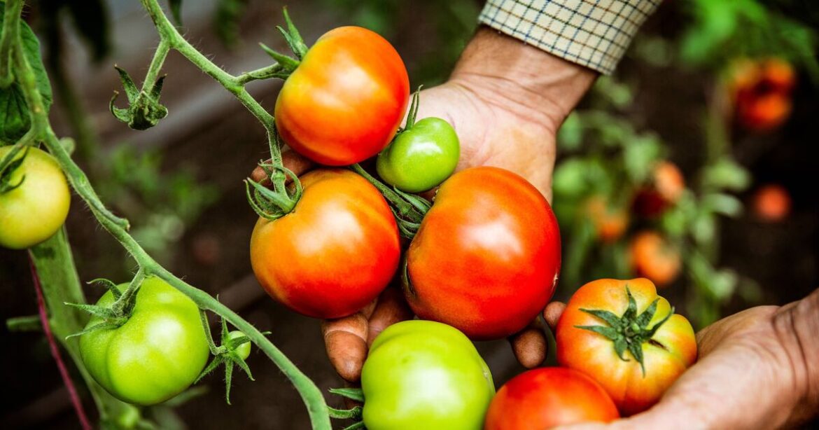 Tomato plants stay pest-free when using gardener’s harvesting method Tomato plants stay pest-free when using gardener's harvesting method