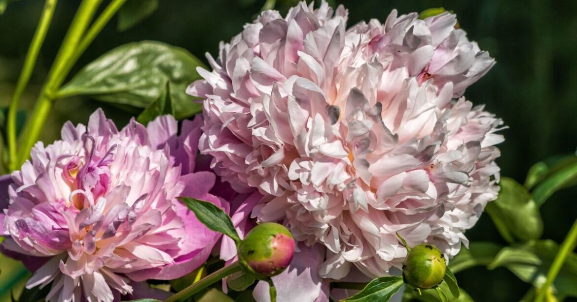 Gardeners must never do key task with peonies and they'll bloom for mu