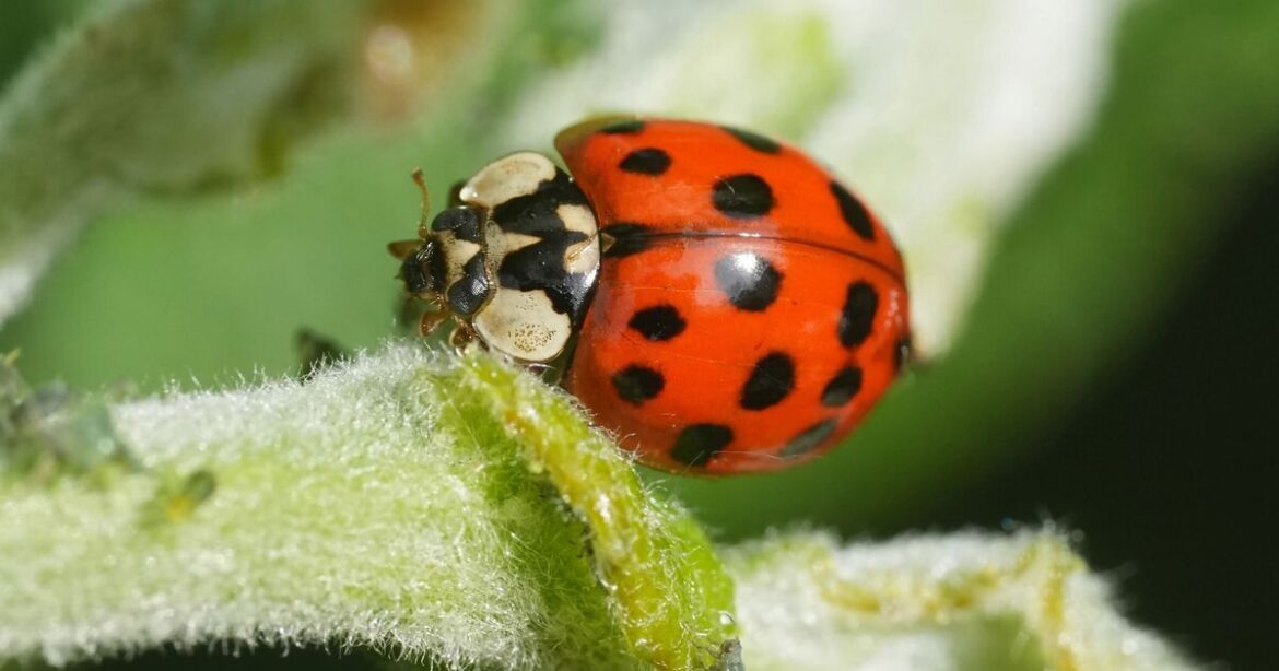 Gardeners urged to put ladybirds in garden this summer Gardeners urged to put ladybirds in garden this summer
