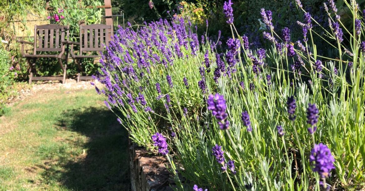 Key task to keep lavender blooming all summer long | UK | News