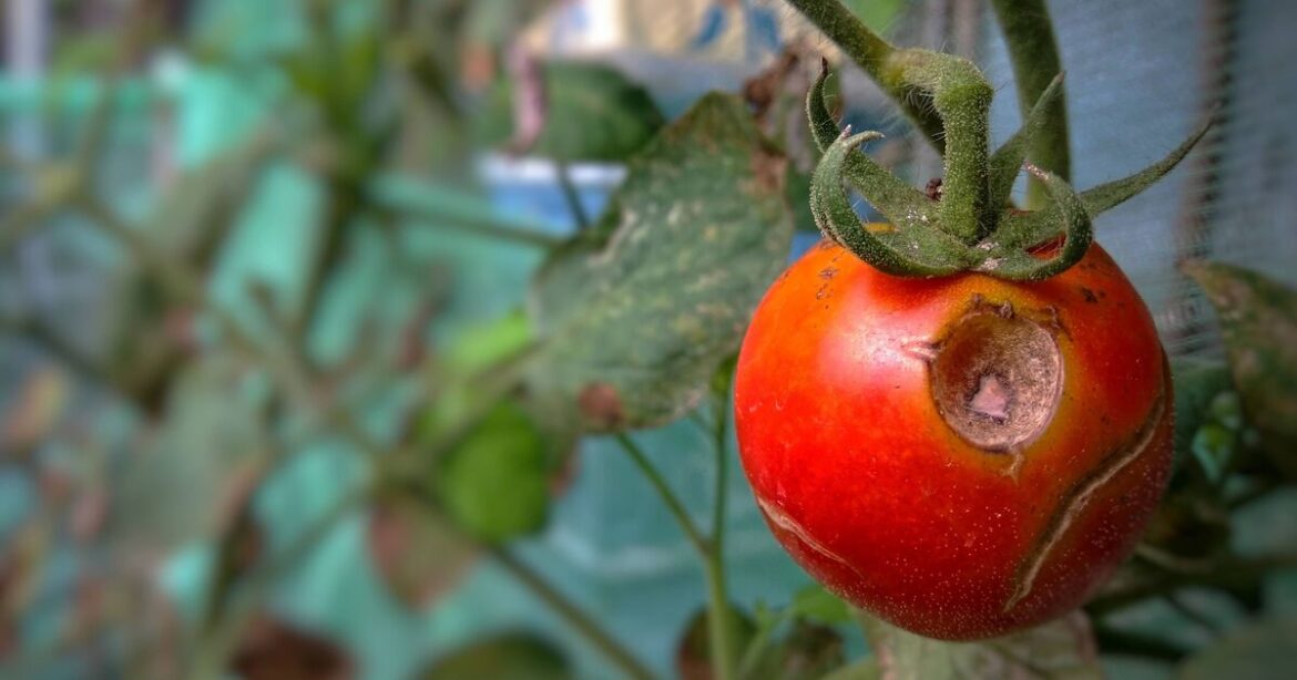 Tomatoes won’t get blight if 1 natural item is scattered around plants Tomatoes won't get blight if 1 natural item is scattered around plants