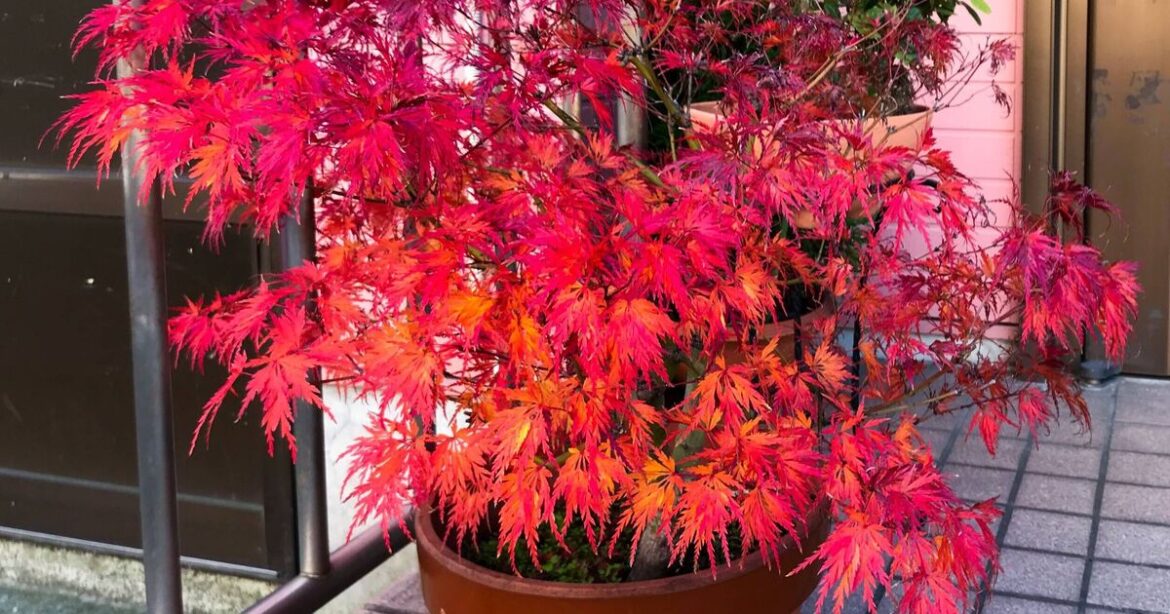 Gardening expert shares how to keep Japanese maples looking their best