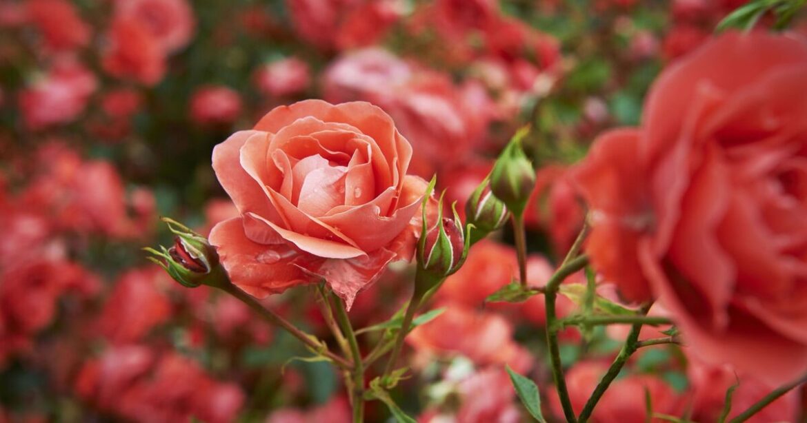 Roses will grow brighter and fuller if gardeners do a simple task now Roses will grow brighter and fuller if gardeners do a simple task now