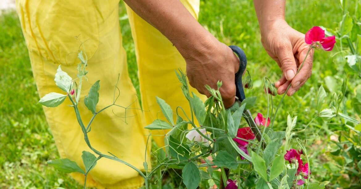 Key task gardeners must do now to keep sweet peas in bloom