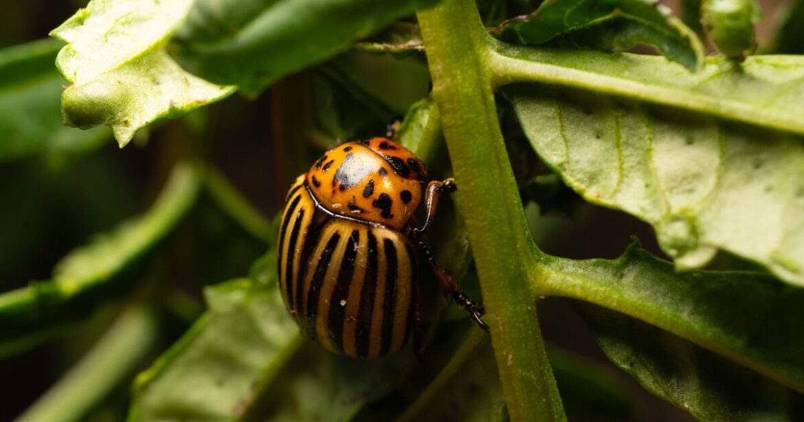 Alan Titchmarsh urges gardeners to stop 1 invasive insect that ruins potatoes Alan Titchmarsh urges gardeners to stop 1 invasive insect that ruins potatoes