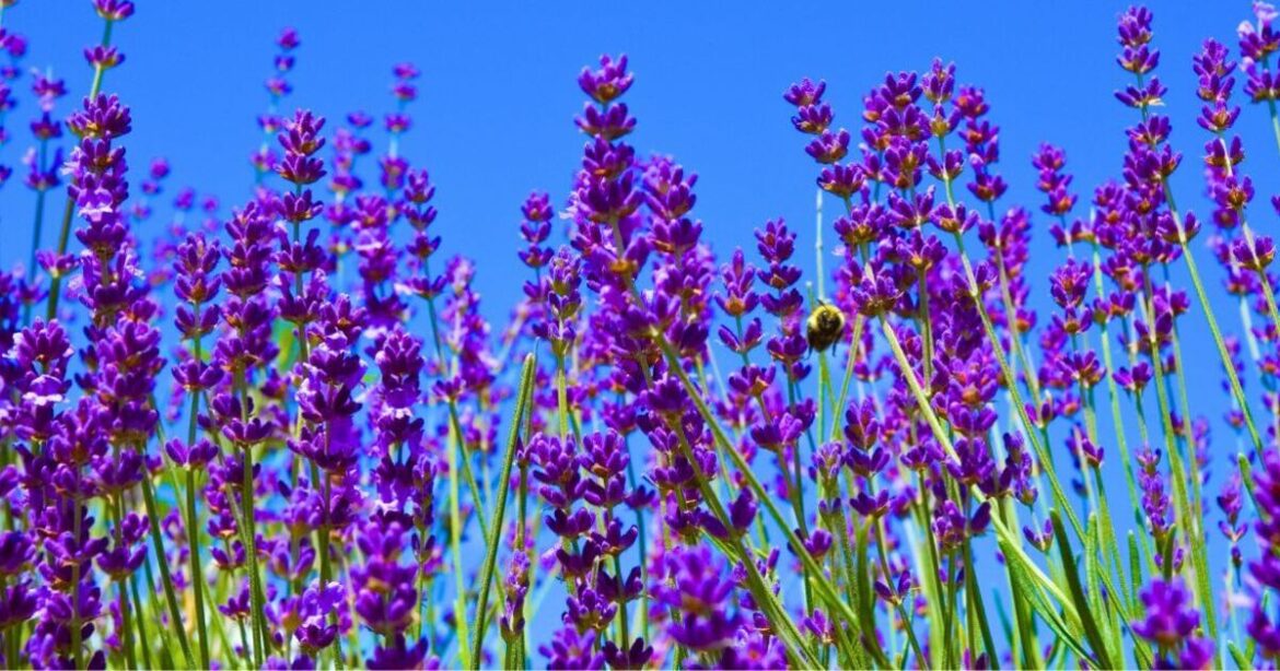 Lavender will grow stronger flowers if gardeners avoid 1 common mistake in June Lavender will grow stronger flowers if gardeners avoid 1 common mistake in June