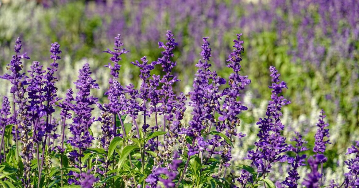 Lavender plants will grow better when 2 things are added to soil Lavender plants will grow better when 2 things are added to soil