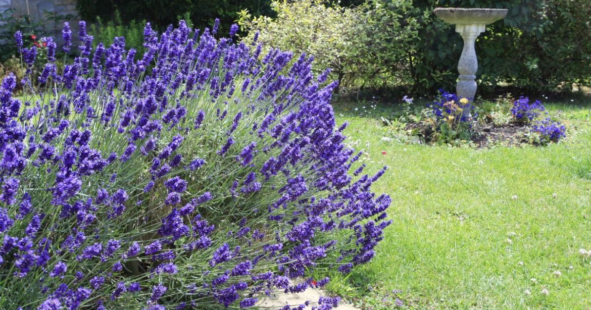 Lavender won’t go ‘leggy’ if gardeners do one simple task Lavender won't go 'leggy' if gardeners do one simple task