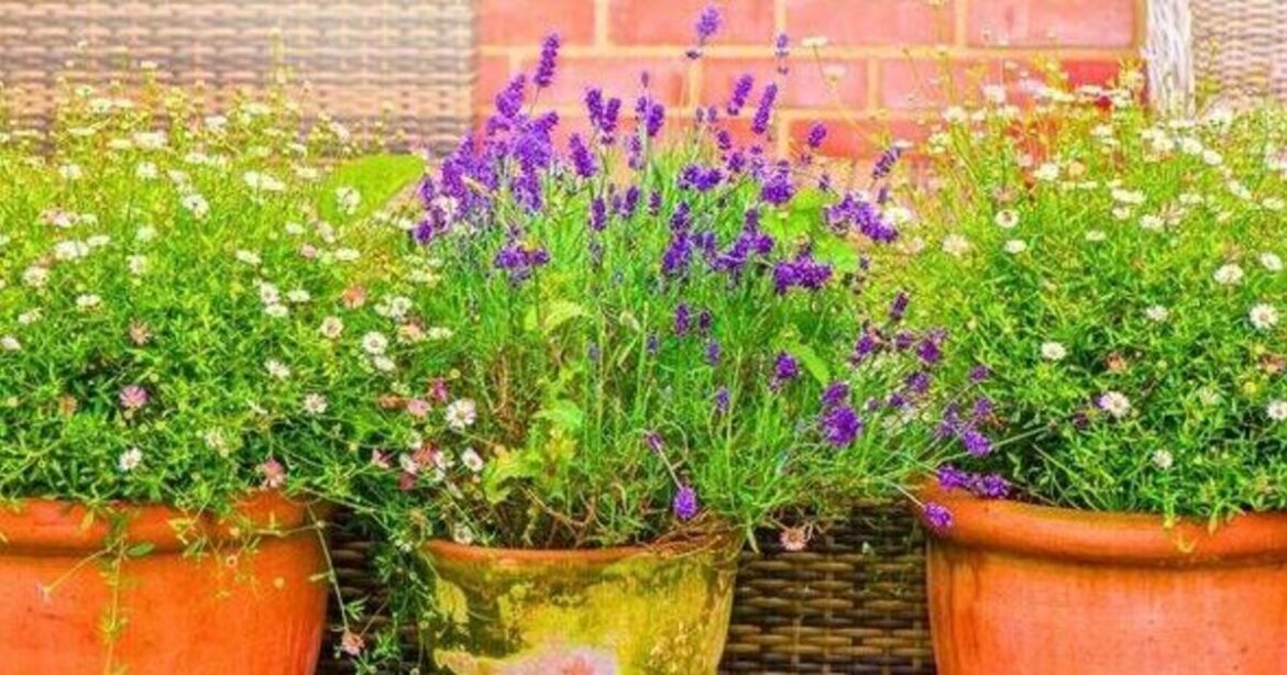 Rosemary, thyme and lavender grow better if natural item is added to garden