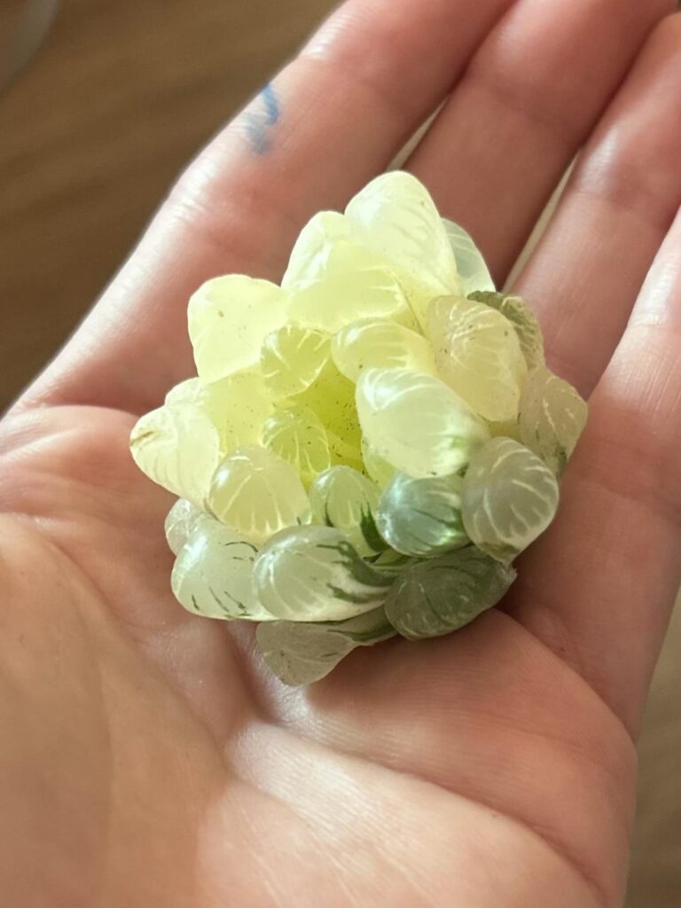 How to root my Haworthia?