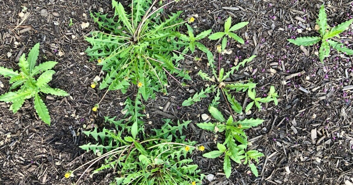 Garden weeds will disappear if you cover them with 1 household item