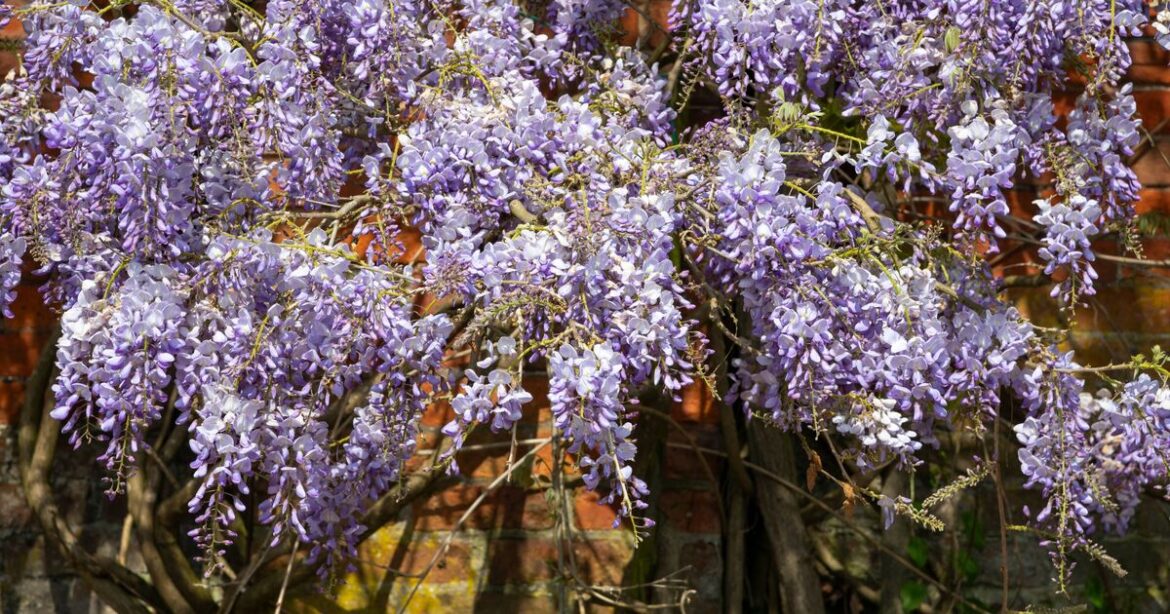 Wisteria get second bloom in summer with easy July pruning method Wisteria get second bloom in summer with easy July pruning method