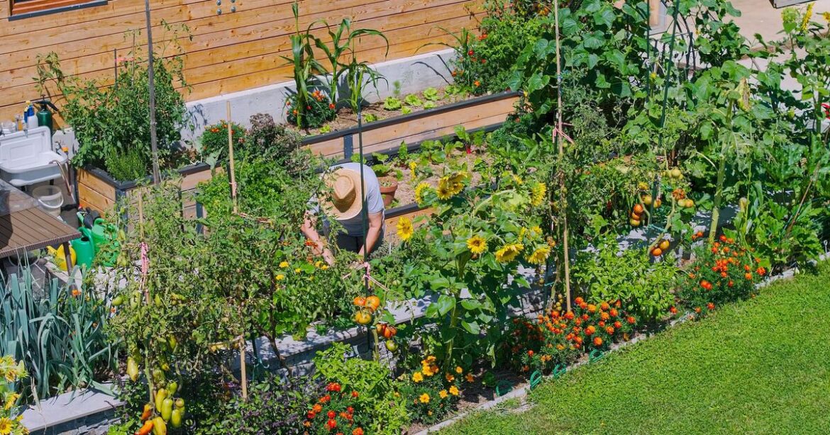 Gardeners warned dangerous mistake could cause dogs seizures