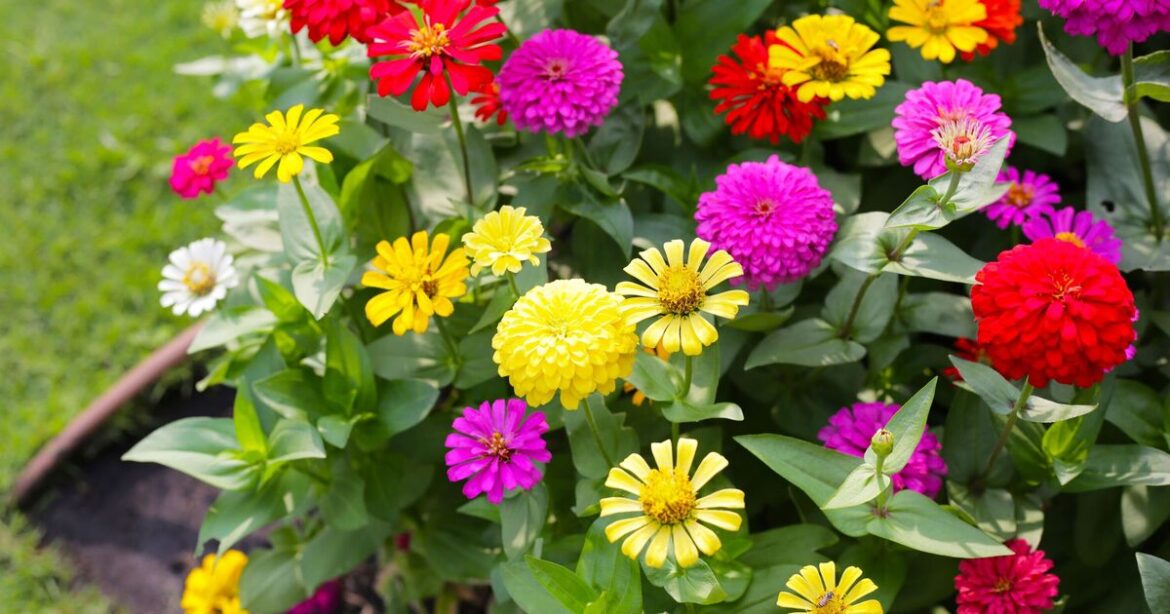 Gardens will be thriving in no time if you plant 5 fast-growing flowers now