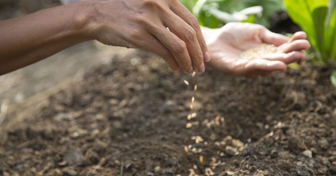 Gardeners urged to plant this 1 vegetable before June ends