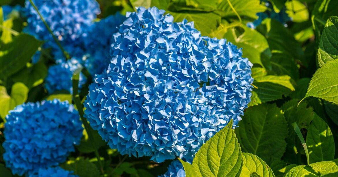 Gardeners with hydrangeas must do 1 ‘urgent’ task this weekend