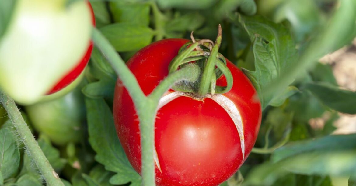 Gardeners can stop split tomatoes by following a simple rule Gardeners can stop split tomatoes by following a simple rule