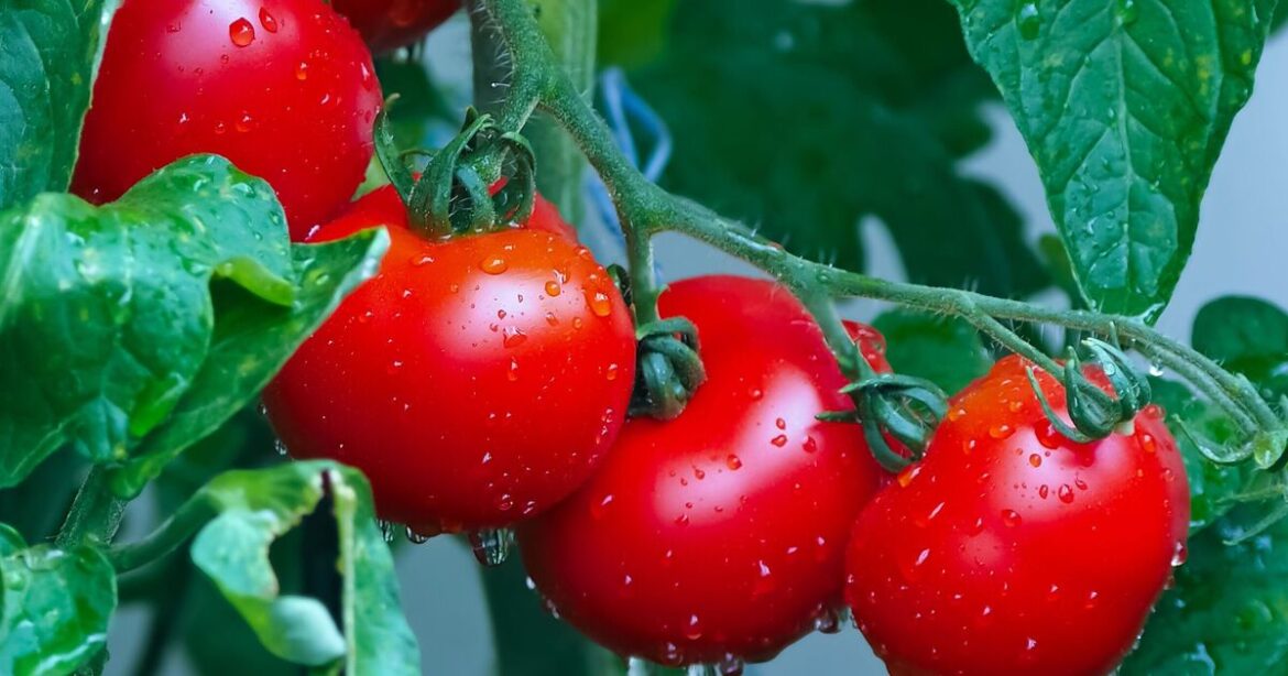 How to grow tastier and juicier tomatoes with gardener’s 1 simple planting hack How to grow tastier and juicier tomatoes with gardener’s 1 simple planting hack