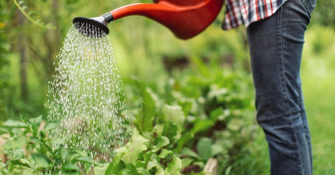 The one essential item most gardeners forget to water