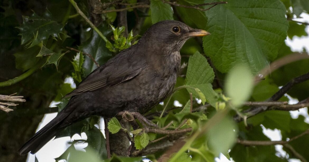 Any gardeners who see blackbirds told 'please help now' as virus hits | Nature | News