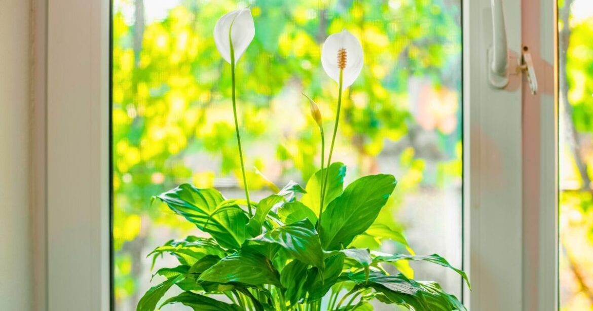 Peace lilies will grow bigger flowers if a 10-second task is done now