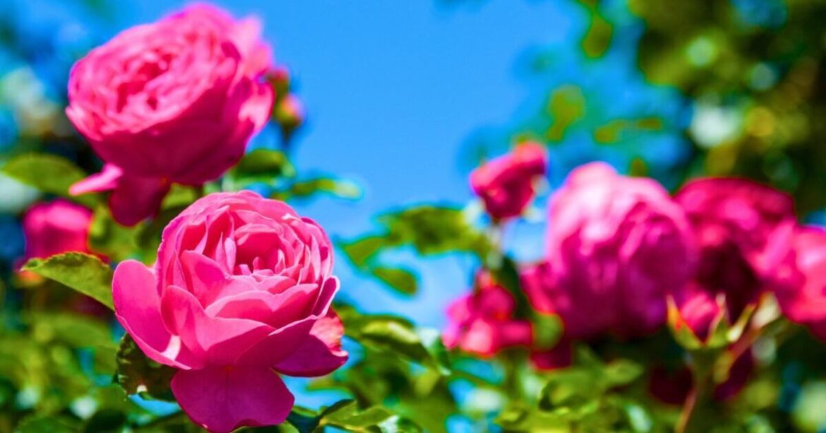 Roses stay hydrated and blooming in summer if gardeners avoid mistake
