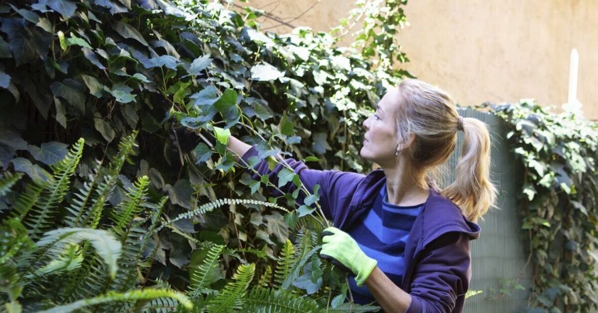 Gardener explains 'best' way to remove ivy and stop it coming back
