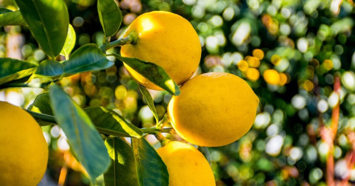 Gardeners growing lemons told to do 1 thing this summer